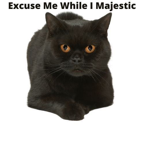 black cat meme